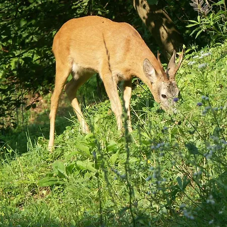 Himmelreichmuehle In Sausal *